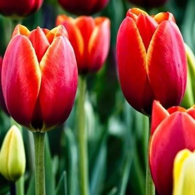 Củ Hoa tulip mix dễ trồng (giá bán kèm phân trùn quế)