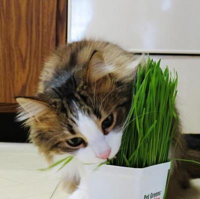 Hạt giống cỏ phòng bệnh cho mèo Cat Grass 
