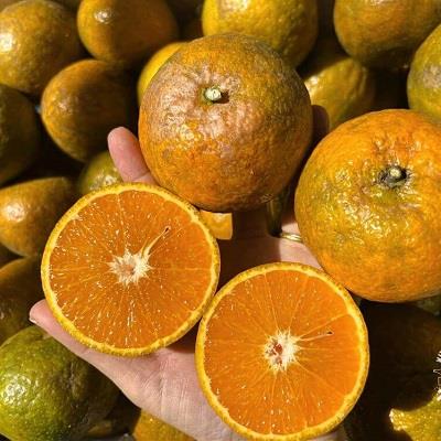 Cam sành Hàm Yên hữu cơ